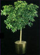 Arbicola Plant