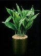 aspidistral plant