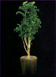 blackaralia plant