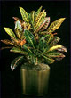 croton plant